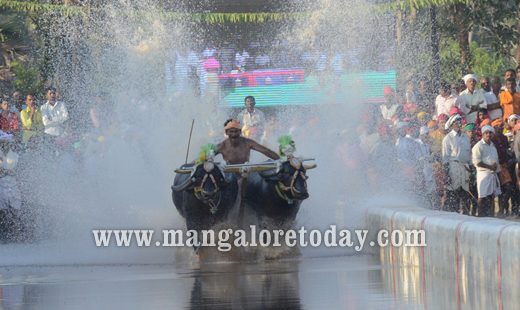 Devupoonje Sankupoonje Jodukare Kambala kicks off at Vamanjoor